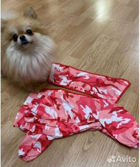 Дождевик для маленькой собаки