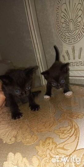 Котята вислоухие и обычные