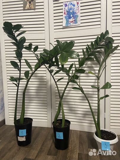 Замиокулькас