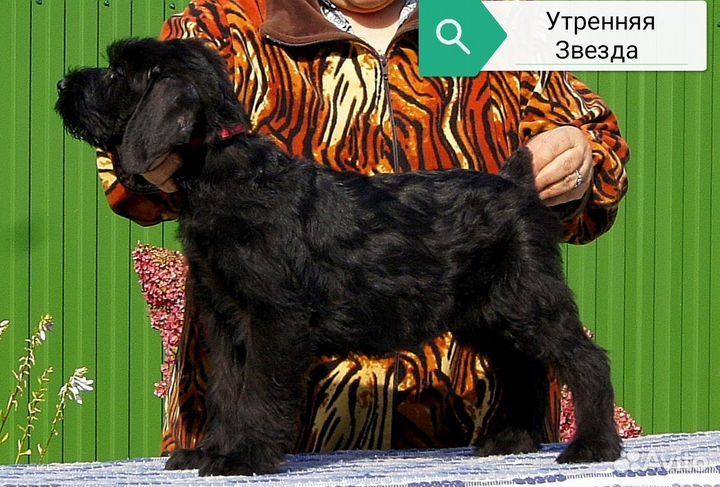 Щенки ризеншнауцера