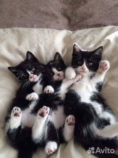 Котята отдам бесплатно