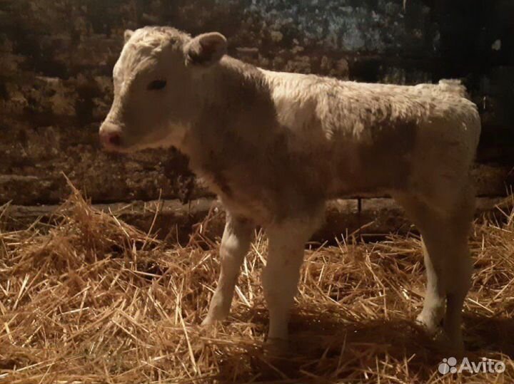 Бычки телята