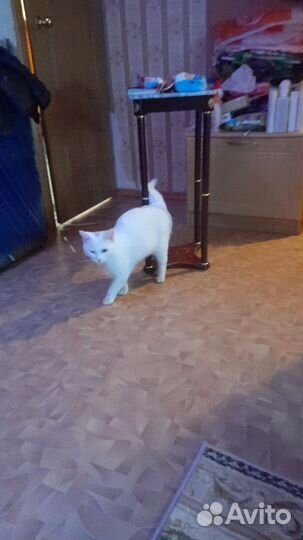 Нужна передержка или дом коту