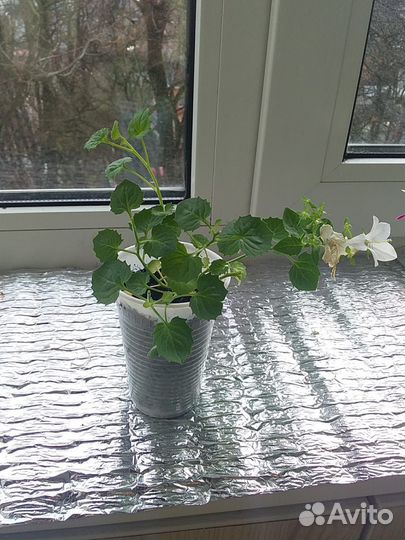 Невеста Кампанула