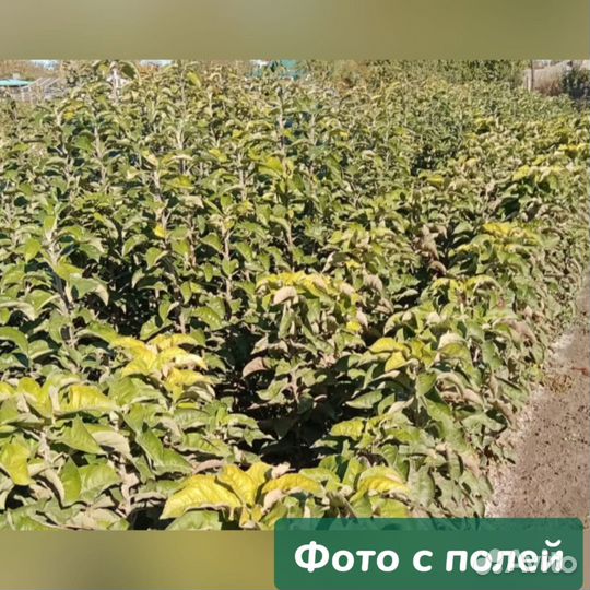 Саженцы яблонь в ассортименте 2лет