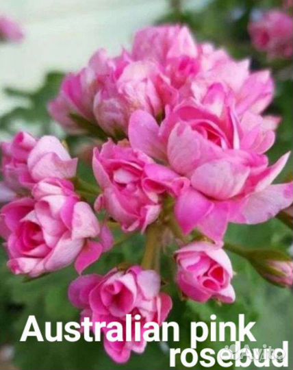 Сортовые пеларгонии