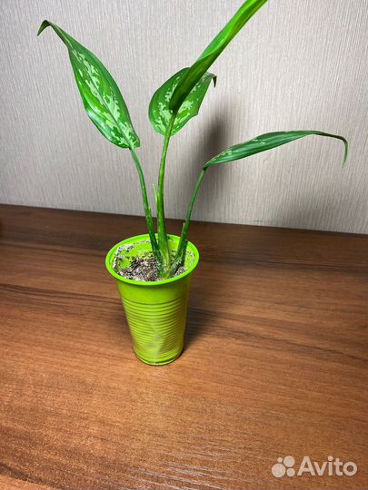 Укорененные черенки