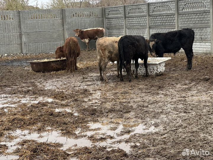 Бычки телки