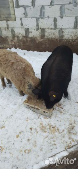 Поросята Вьетнамцы, Мангалица, Кармалы