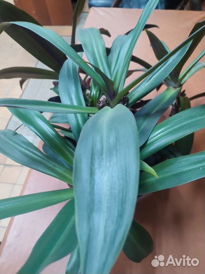 Комнатный цветок Рео