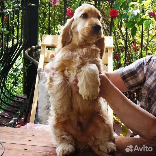 Кокер спаниель