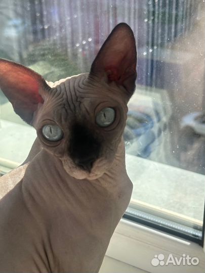 Сфинкс вязка