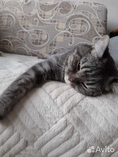 Шотландская кошечка/Вязка