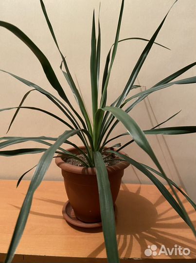 Юкка рекурвифолия
