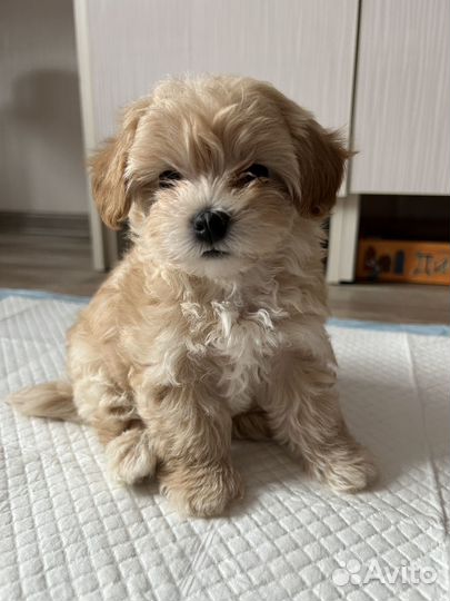 Малыш мальтипу F1