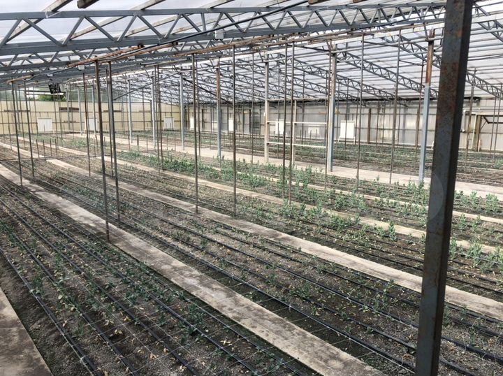 Теплицы, 4000 м ² С домом. Обмен на автомобил