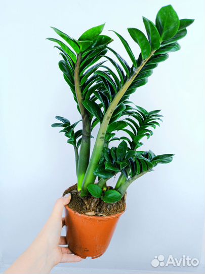 Замиокулькас зензи