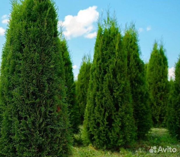 Туя Смарагд