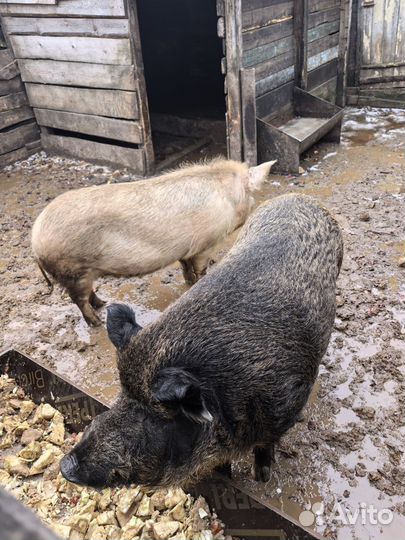 Дикий кабан