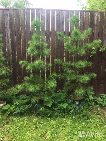 Саженцы кедра сибирского