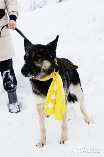 Янок-супер красивый пес в добрые руки