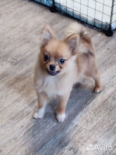 Мини девочка (помчи)