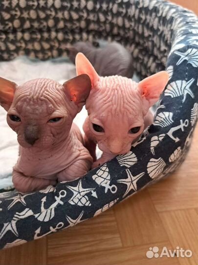 Продам котят, канадский сфинкс