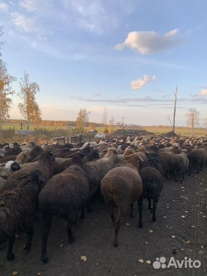 Овцы, бараны, ярки