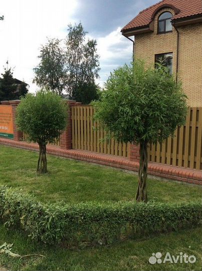 Ивы, Березы, Катальпа, Черемуха, Клен Фламинго