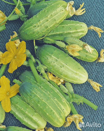 Рассада огурцов