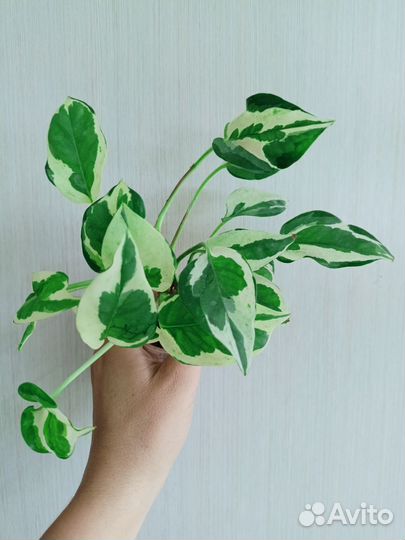 Эпипремнум Н-Джой