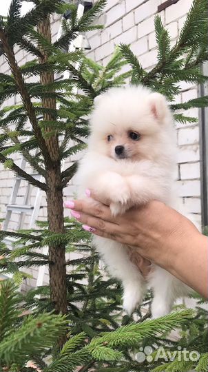 Померанский шпиц мини