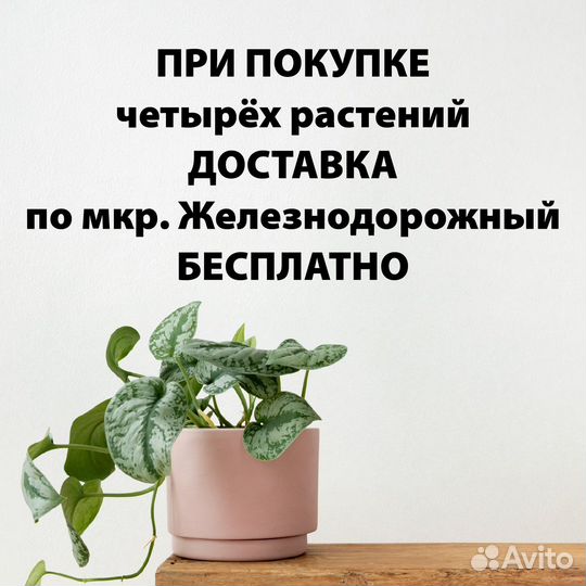 Сциндапсус Марбл Квин