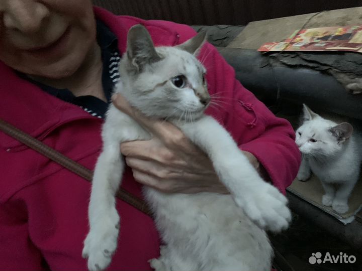 Кошка в дар