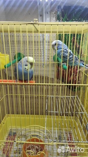 Волнистый попугай