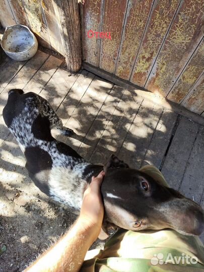 Щенки курцхаара