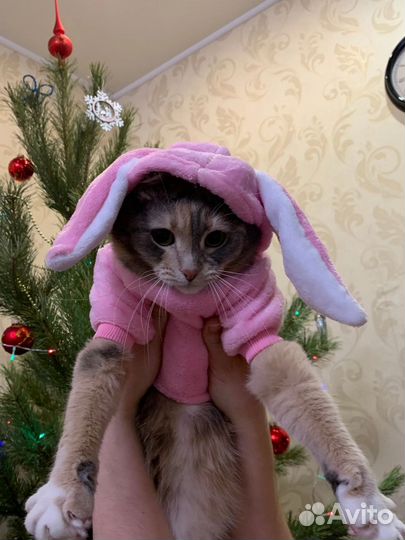 Костюмчик для кошки/собачки Пинки