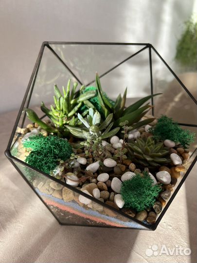 Флорариум суккуленты