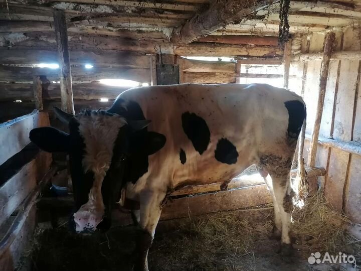 Бычки и быки на мясо