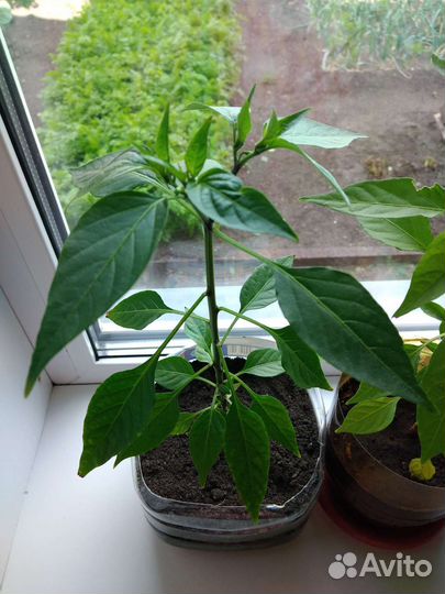 Рассада жгучего острого перца