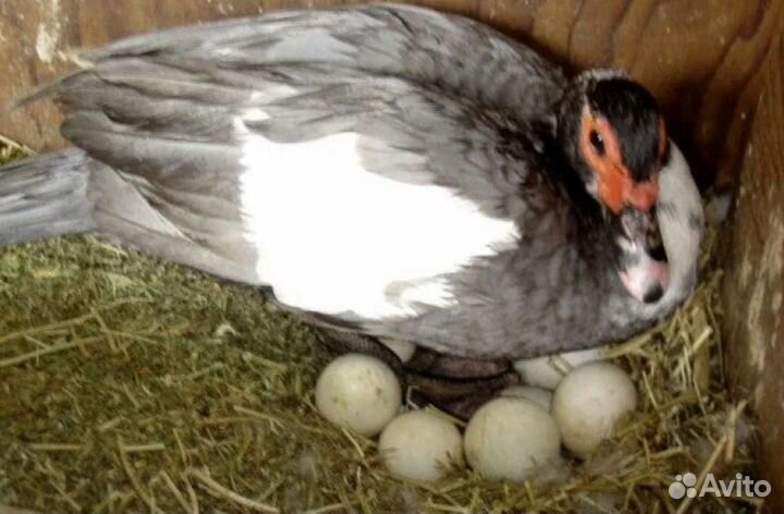 Инкубационное яйцо