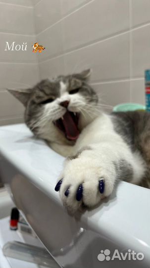 Шотландский кот