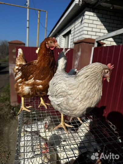 Куры несушки домашние с доставкой