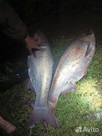 Технопланктон 70гр 40р