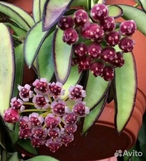 Хойя вайети, белла, ребекка, полинейра