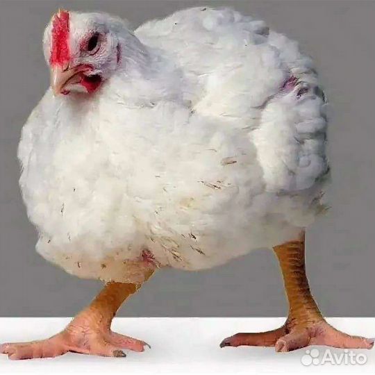 Супер бройлер Коббы