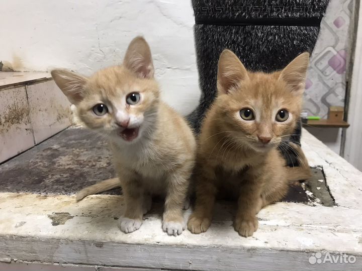 Котята ищут дом