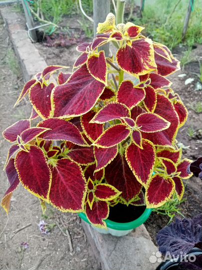 Комнатные цветы