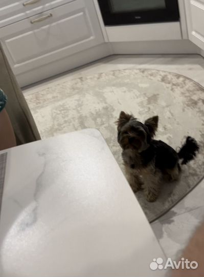 Йоркширский терьер