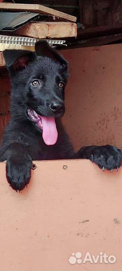 Щенки немецкой овчарки